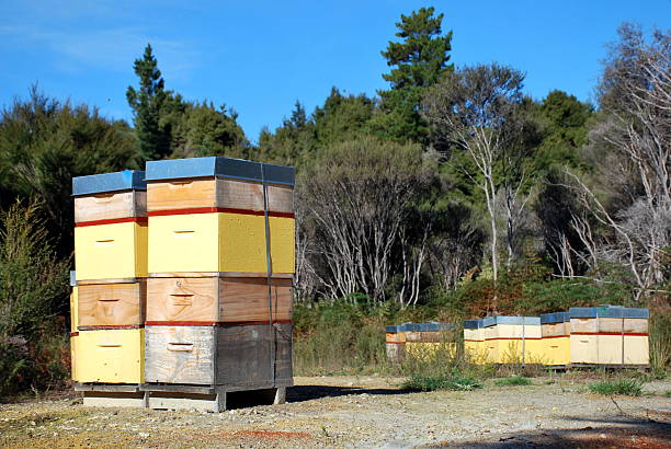 istock Beehives in a Manuka Plantation 539200074