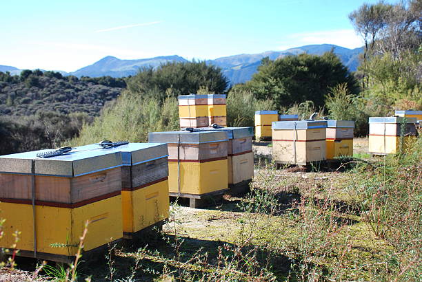 ハチの巣 manuka プランテーションで - beehive rural scene bee outdoors ストックフォトと画像