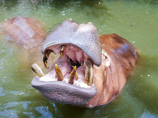 istock hippopotamus in the river 539202618