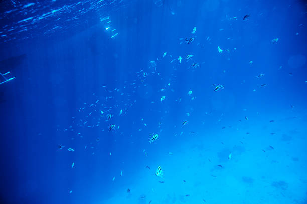 istock tropical fishes swimming underwater 539203202