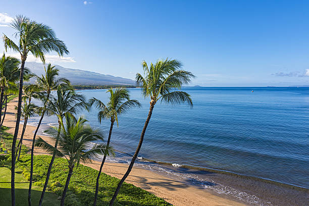 Sugar Beach Kihei Maui Hawaii USA Beach and palms trees in the morning atSugar Beach Kihei Maui Hawaii USA maui stock pictures, royalty-free photos & images