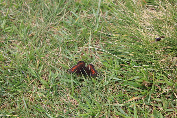 farfalla arancia e nera in erba - madesimo immagine foto e immagini stock