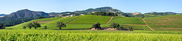 panorama di valle di sonoma - vineyard sonoma county california panoramic foto e immagini stock