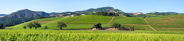 сонома панорама - vineyard sonoma county california panoramic стоковые фото и изображения