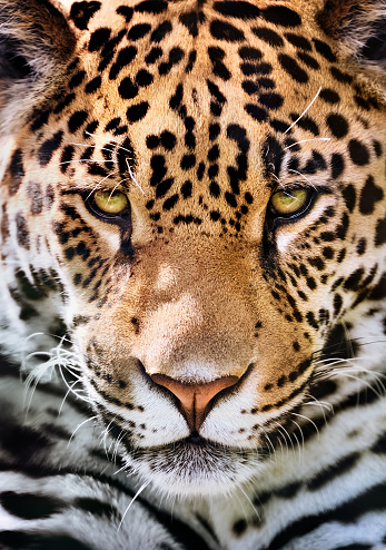 front-view of a jaguar (Panthera onca)