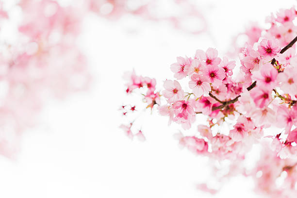 bunga sakura merah muda - bunga sakura potret stok, foto, & gambar bebas royalti