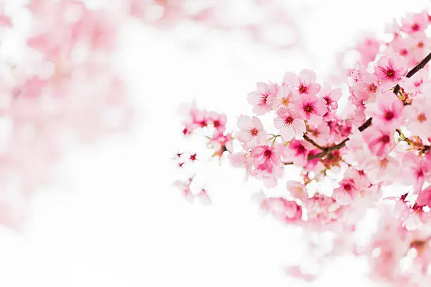 Photo of Pink Cherry Blossoms