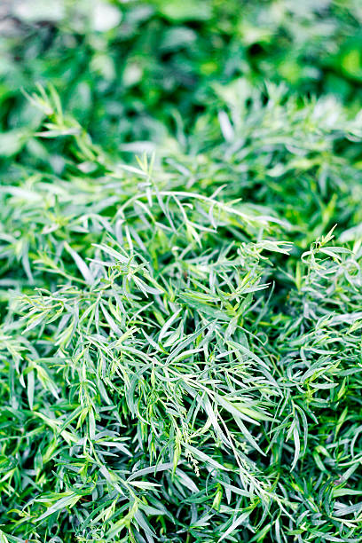 istock tarragon at the market 539207233