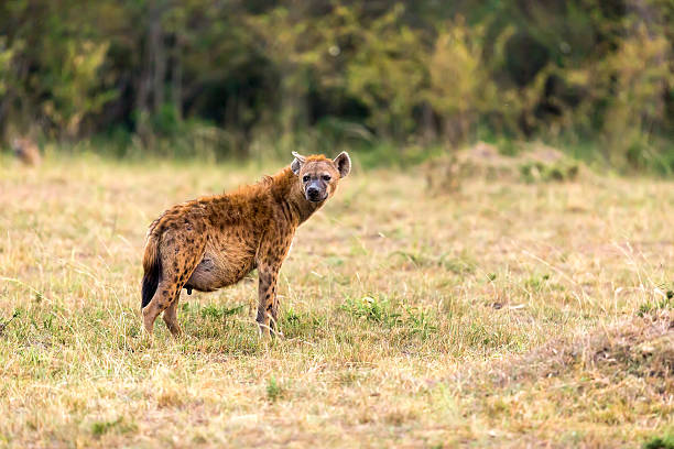 Spotted Hyena, Masai Mara National Park, Kenya
