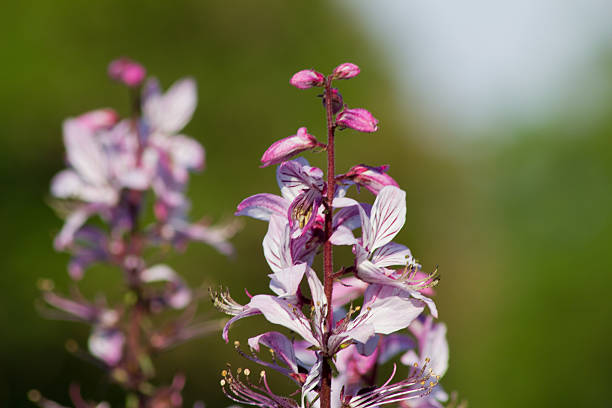 This plant STANDS since 1936 under conservation because it was already an endangered rarity in Central Europe .