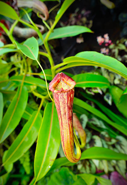 istock Beautiful nepenthes 539210224