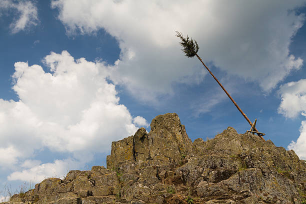 Pine tree on top of the Bilstein mountain, Vogelsberg, Hessen, Germany