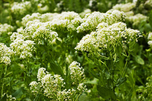 istock Bush of white flowers 539211316