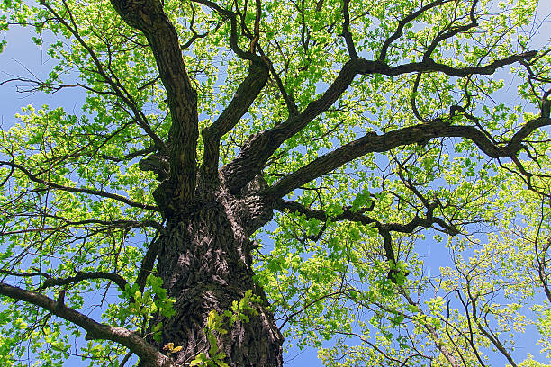 istock The oak tree in the rays of the sun 539212798