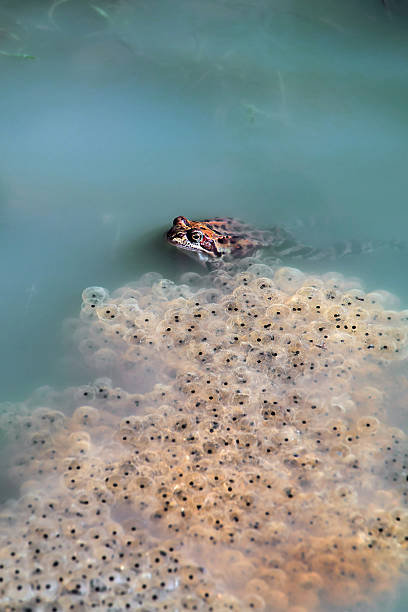 лягушка и икра - vertebrate water puddle water surface стоковые фото и изображения