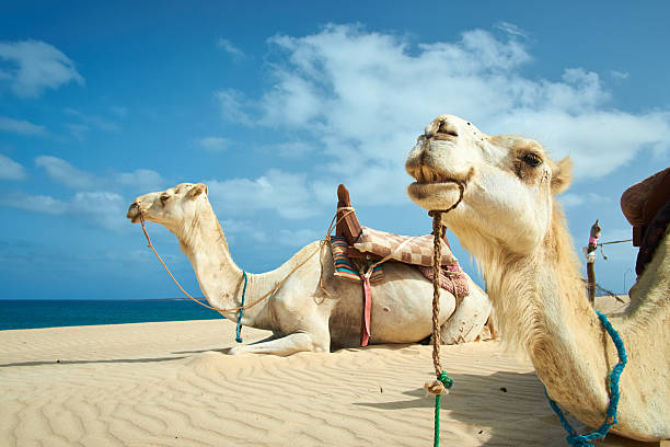 istock Two Camels Of Boa Vista, Cape Verde 539214607