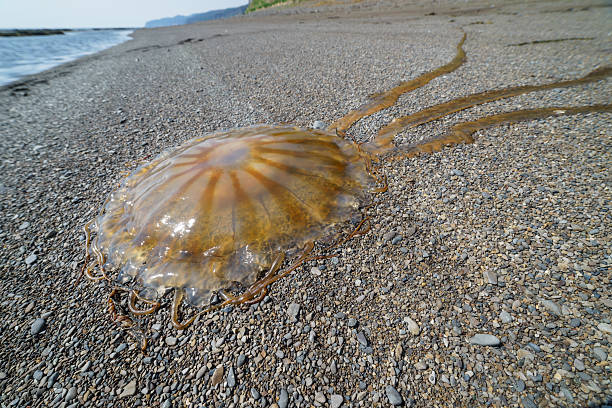 istock Dead jellyfish, Sakhalin island, Russia. 539214682