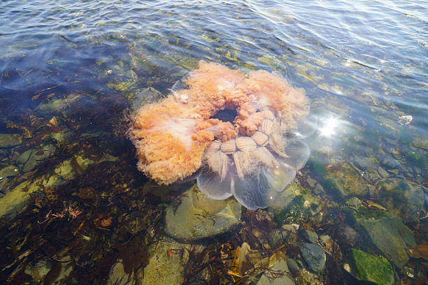 istock Dead jellyfish, Sakhalin island, Russia. 539214906