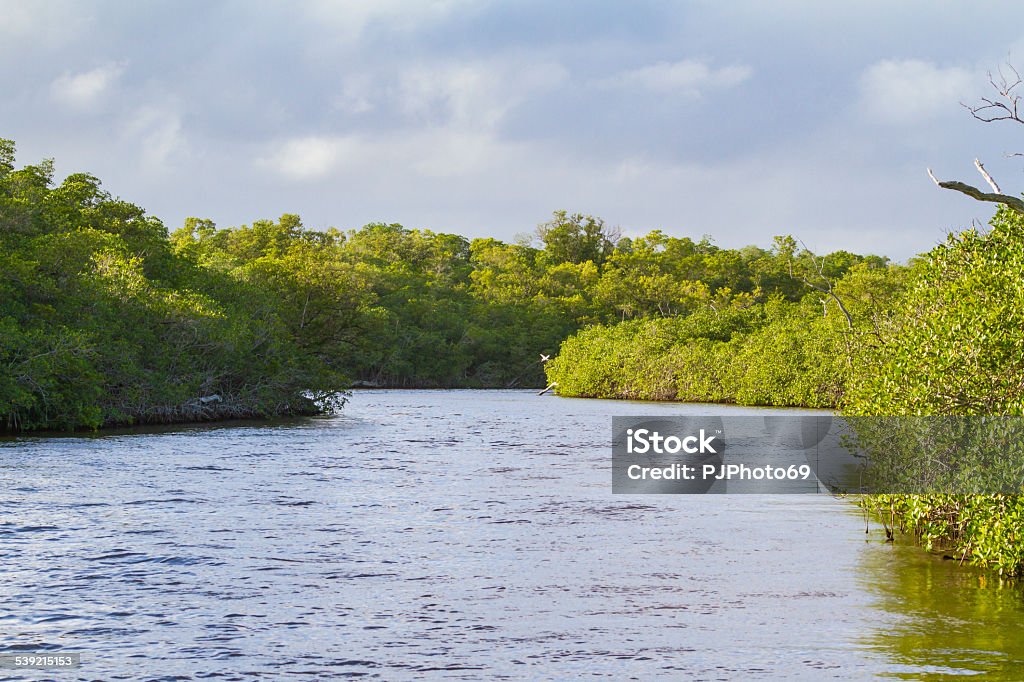 Magrovian forest on a river Magrovian forest on a river in Everglades National Park - Flamingo Visitor Center 2015 Stock Photo