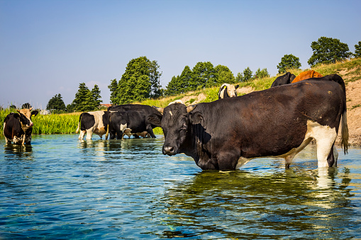 Cows drinks water from river in a pasture, Mazowieckie, Poland