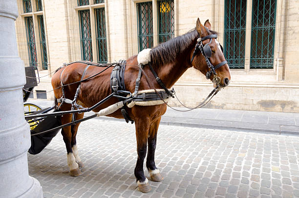istock Harnessed Horse in Brussels 539216465