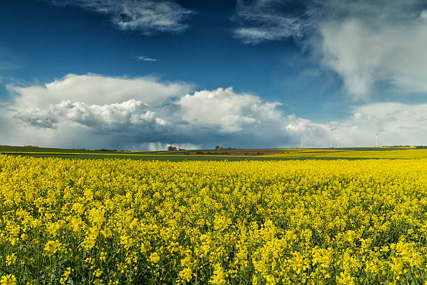 istock Storm clouds over a canola field 539216884