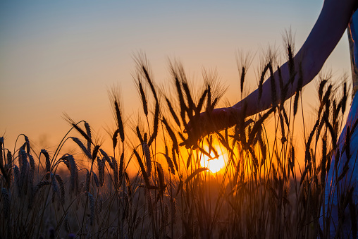 Human hand going through the field of wheat at sunset
