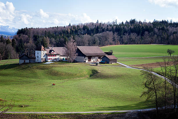 istock Swiss Romande Agricultural Estate with Lone Cow Spring 539217567