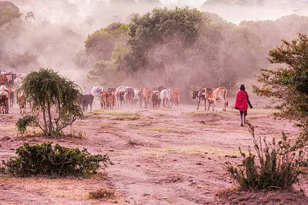 Massai Herder and Cattles at Masai Mara early in the morning
