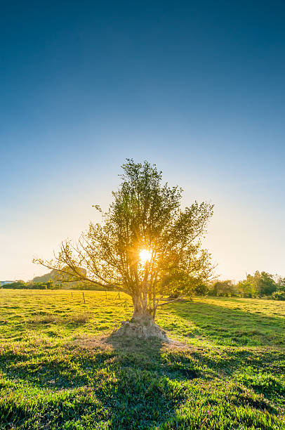 istock Morning Sun Shining through the Blooming Tree 539217967