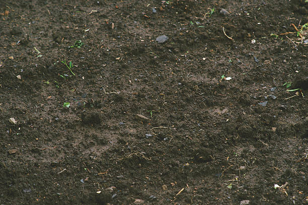 istock Background of black soil. 539218052