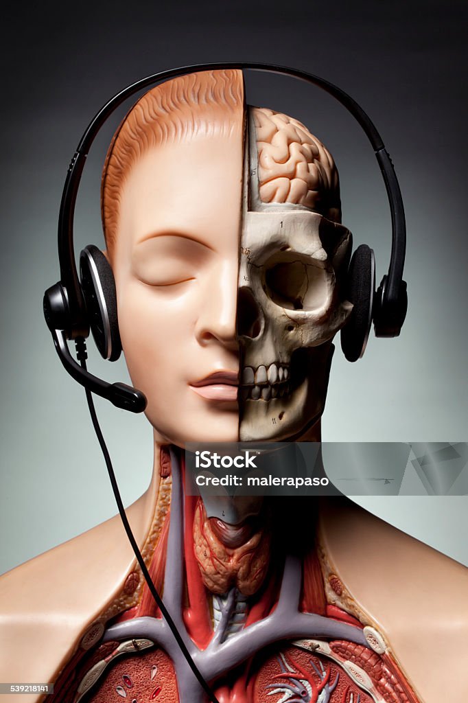 Human anatomy model with headphones Human anatomy model with headphones. Headset Stock Photo