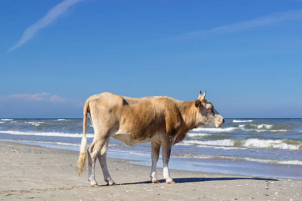 istock Cow staring towards the sea from the beach. 539218888