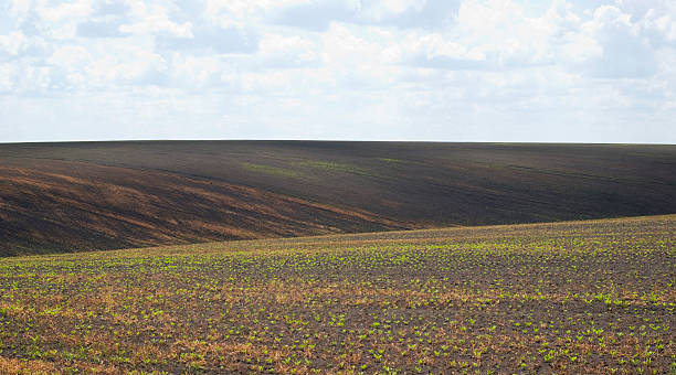 istock Agricultural landscape in Ukraine 539219142
