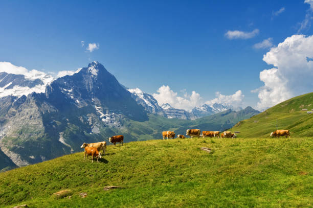 istock Beautiful idyllic alpine landscape with cows, Alps mountains 539220258