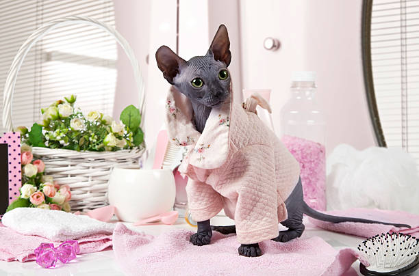 Don Sphinx kitty dressed in pajama stock photo