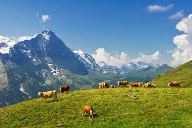 istock Beautiful idyllic alpine landscape with cows, Alps mountains 539220316