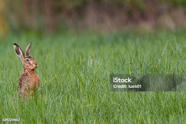 European Hare Stock Photo - Download Image Now - Hare, Nature, Rabbit - Animal