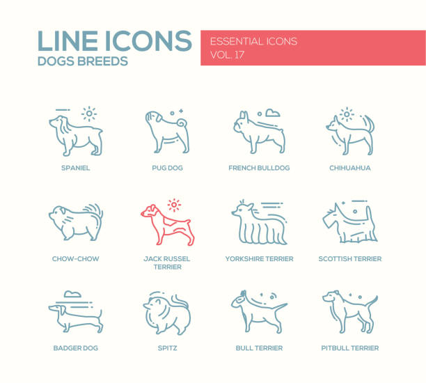 Dog breeds - line design icons set Set of modern vector plain line design icons and pictograms of domestic dogs breeds. Spaniel, french bulldog, chihuahua, chow-chow, jack russel terrier, yorkshire, scottish terrier, badger, spitz, pitbull yorkshire terrier dog stock illustrations