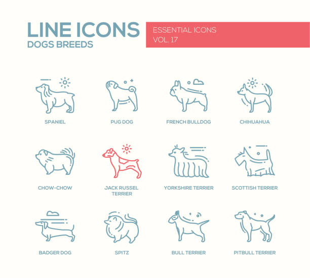 Dog breeds - line design icons set Set of modern vector plain line design icons and pictograms of domestic dogs breeds. Spaniel, french bulldog, chihuahua, chow-chow, jack russel terrier, yorkshire, scottish terrier, badger, spitz, pitbull pitbull graphic stock illustrations