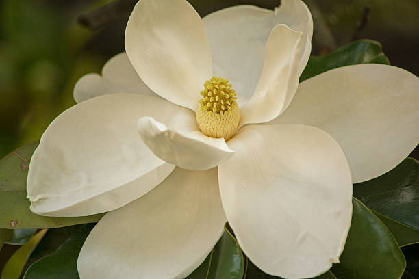 istock Southern Magnolia Closeup 539222158