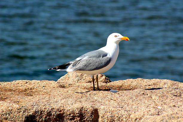 istock Water Drops on the Seagull's Beak. 539222614