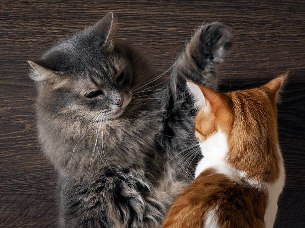 борьба котами. концепция-напряженная обстановка - cat fight стоковые фото и изображения