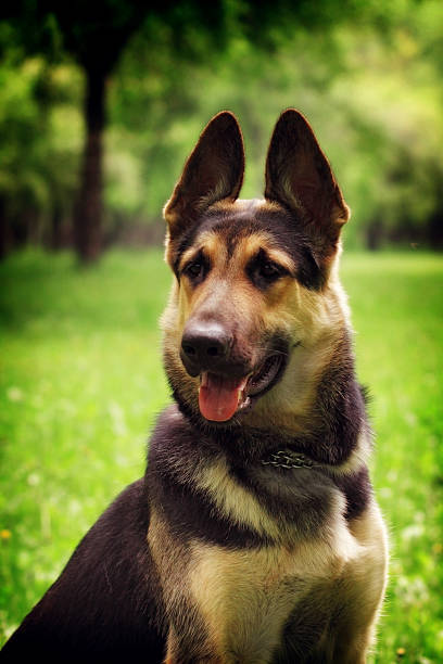 istock Portrait of dog German shepherd 539223920