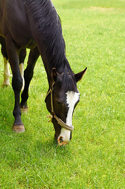 istock One horse in summer pasture. 539225104