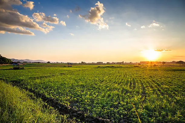 Photo of Peanut farm