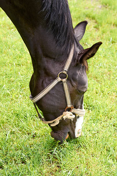 istock One horse in summer pasture. 539225426