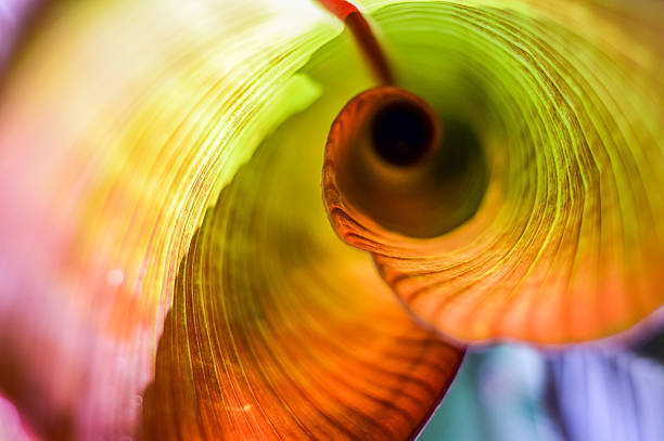 rot rosetten banana leaf curl - makrofotografie stock-fotos und bilder