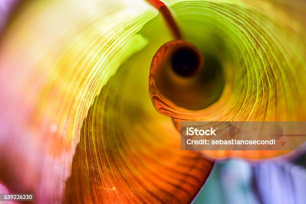 Red Abyssinian Banana Leaf Curl Stock Photo - Download Image Now - Nature, Close-up, Macrophotography