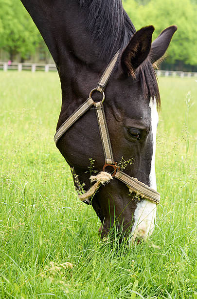 istock One horse in summer pasture. 539226360